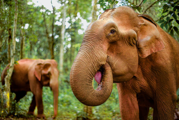 Elephants in Mondulkiri - Image 2